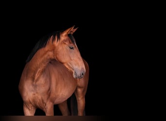 Baden Wuerttemberg, Mare, 3 years, 16,2 hh, Brown