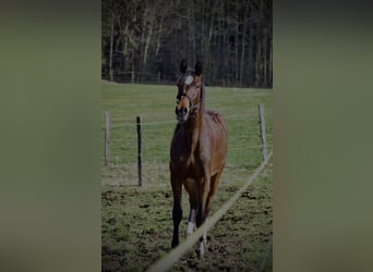 Baden Wuerttemberg, Mare, 3 years, 16,2 hh, Brown