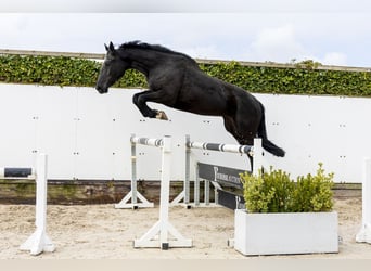 Baden Wuerttemberg, Mare, 3 years, 16.2 hh, Smoky-Black