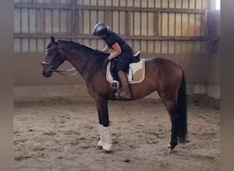 Baden Wuerttemberg, Mare, 3 years, 16,3 hh, Brown