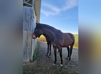 Baden Wuerttemberg, Mare, 3 years, 16,3 hh, Brown