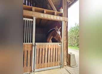 Baden Wuerttemberg, Mare, 3 years, 16,3 hh, Brown