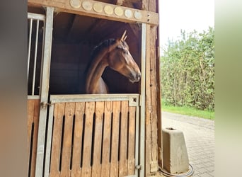 Baden Wuerttemberg, Mare, 3 years, 16,3 hh, Brown