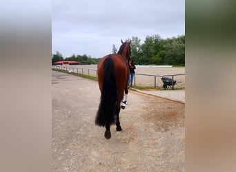 Baden Wuerttemberg, Mare, 3 years, 16.3 hh, Brown