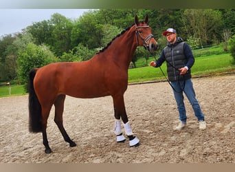 Baden Wuerttemberg, Mare, 3 years, 16.3 hh, Brown