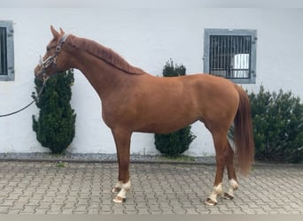 Baden Wuerttemberg, Mare, 3 years, 16 hh, Chestnut-Red