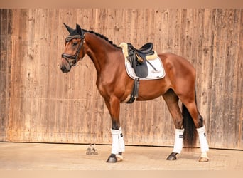 Baden Wuerttemberg, Mare, 3 years, 16,1 hh, Brown