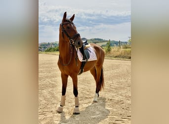 Baden Wuerttemberg, Mare, 3 years, 16,1 hh, Brown