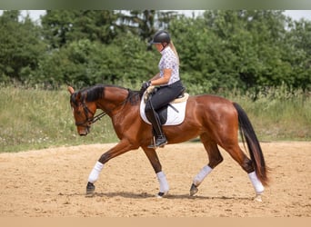 Baden Wuerttemberg, Mare, 3 years, 16,1 hh, Brown
