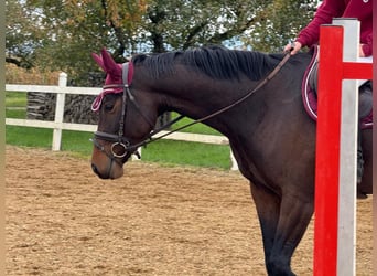 Baden Wuerttemberg, Mare, 4 years, 15,1 hh, Bay-Dark