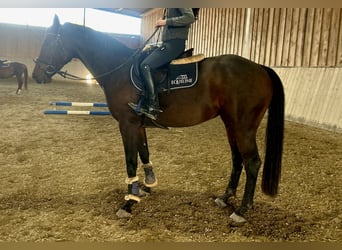 Baden Wuerttemberg, Mare, 4 years, 15,1 hh, Bay-Dark