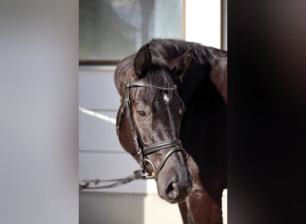 Baden Wuerttemberg, Mare, 4 years, 16,1 hh, Black