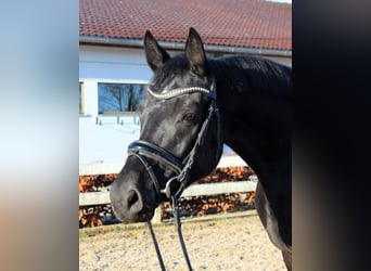 Baden Wuerttemberg, Mare, 4 years, 16,1 hh, Black