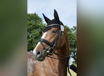 Baden Württemberger, Stute, 4 Jahre, 16,1 hh