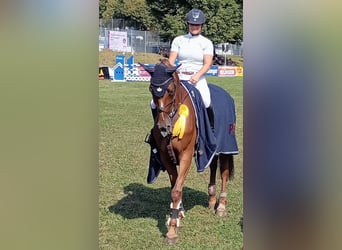 Baden Wuerttemberg, Mare, 4 years, 16,2 hh, Chestnut-Red