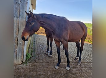 Baden Wuerttemberg, Mare, 4 years, 16,3 hh, Brown