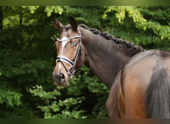 Baden Wuerttemberg, Mare, 4 years, 16,2 hh, Bay-Dark