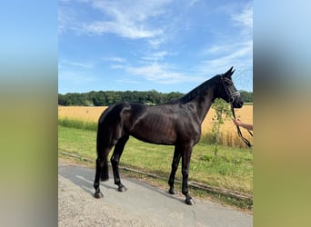 Baden Wuerttemberg, Mare, 4 years, 16,2 hh, Black