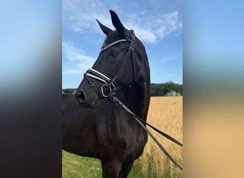 Baden Wuerttemberg, Mare, 4 years, 16,2 hh, Black