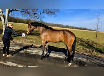 Baden Wuerttemberg, Mare, 4 years, 17 hh, Brown