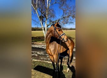 Baden Wuerttemberg, Mare, 4 years, 17 hh, Brown