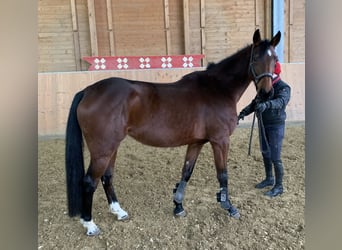 Baden Wuerttemberg, Mare, 5 years, 15,2 hh, Brown