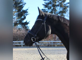 Baden Wuerttemberg, Mare, 5 years, 16,1 hh, Black