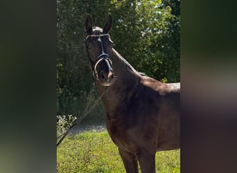 Baden Wuerttemberg, Mare, 5 years, 16.1 hh, Black