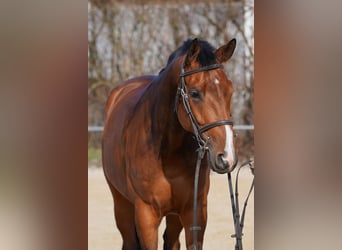 Baden Wuerttemberg, Mare, 5 years, 16,1 hh, Brown