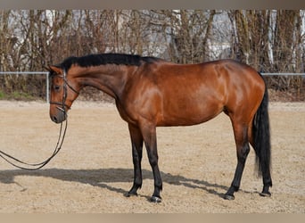 Baden Wuerttemberg, Mare, 5 years, 16,1 hh, Brown