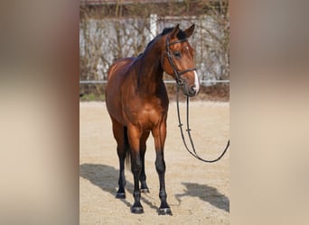 Baden Wuerttemberg, Mare, 5 years, 16,1 hh, Brown