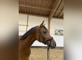 Baden Württemberger, Stute, 5 Jahre, 16,1 hh, Brauner