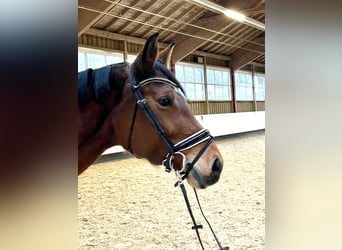 Baden Wuerttemberg, Mare, 5 years, 16,1 hh, Brown