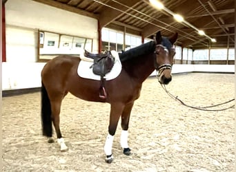 Baden Wuerttemberg, Mare, 5 years, 16,1 hh, Brown