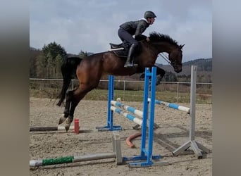 Baden Wuerttemberg, Mare, 5 years, 16.1 hh, Brown