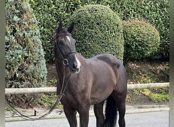 Baden Wuerttemberg, Mare, 5 years, 16,1 hh, Chestnut-Red