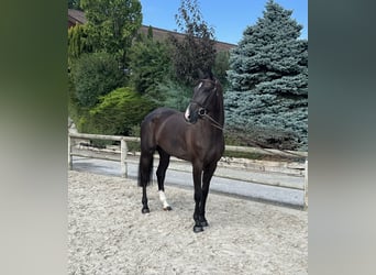 Baden Württemberger, Stute, 5 Jahre, 16,1 hh, Fuchs