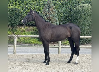 Baden Wuerttemberg, Mare, 5 years, 16,1 hh, Chestnut-Red