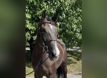 Baden Württemberger, Stute, 5 Jahre, 16,1 hh, Fuchs