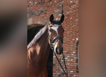 Baden Württemberger, Stute, 5 Jahre, 16,2 hh, Brauner