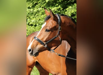 Baden Wuerttemberg, Mare, 5 years, 16.2 hh, Brown