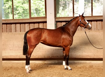 Baden Wuerttemberg, Mare, 5 years, 16,2 hh, Brown