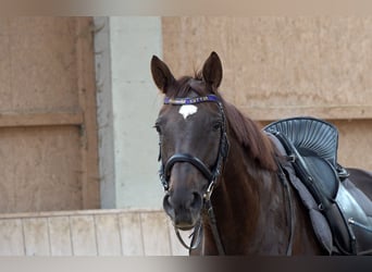 Baden Württemberger, Stute, 5 Jahre, 16,2 hh, Dunkelfuchs