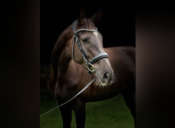 Baden Württemberger, Stute, 5 Jahre, 16,2 hh, Dunkelfuchs