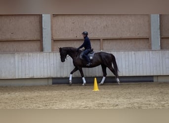 Baden Württemberger, Stute, 5 Jahre, 16,2 hh, Dunkelfuchs