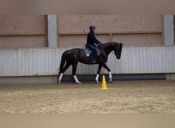 Baden Württemberger, Stute, 5 Jahre, 16,2 hh, Dunkelfuchs