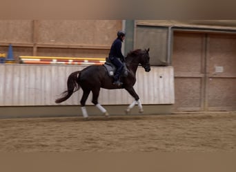 Baden Württemberger, Stute, 5 Jahre, 16,2 hh, Dunkelfuchs