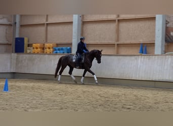 Baden Württemberger, Stute, 5 Jahre, 16,2 hh, Dunkelfuchs