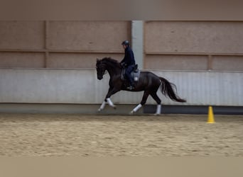 Baden Wuerttemberg, Mare, 5 years, 16.2 hh, Chestnut