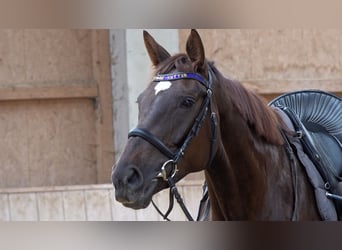 Baden Wuerttemberg, Mare, 5 years, 16.2 hh, Chestnut